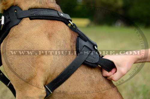 Pitbull Leather Harness with Comfy Handle