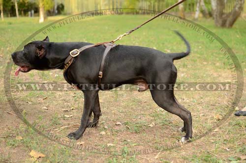 Training Leather Harness for Pitbull 