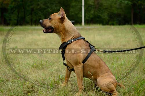  Leather Harness with Adjustable Straps for Pitbull