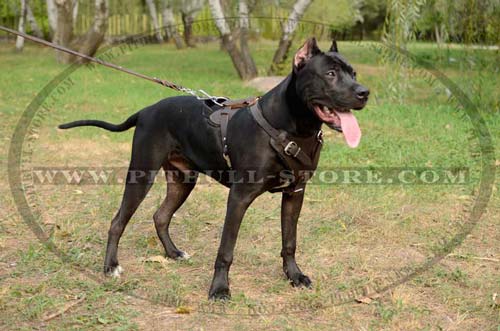 Strong Everyday Leather Harness for Pitbull