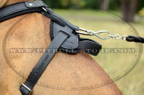 Nickle D-ring on Pitbull Leather Harness