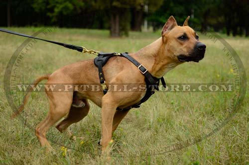  Leather Harness with Brass Fittings for Pitbull