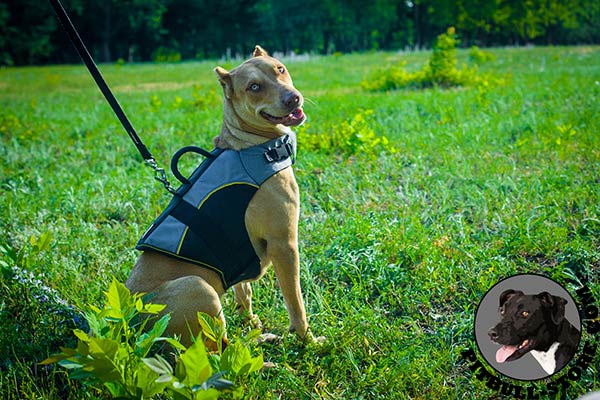 Outdoor nylon multi-purpose Pitbull dog harness