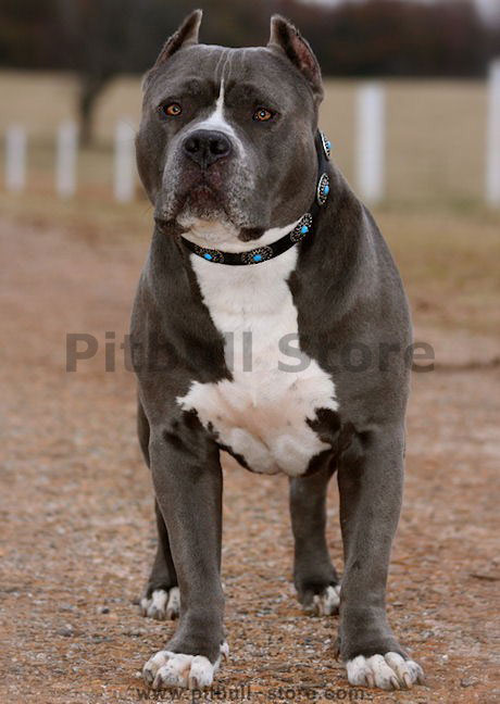 Pitbull leather dog collar - handmade leather dog collar for Pit Bulls