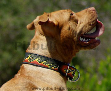 Pitbull Dog Collar - Leather Dog Collar For American Pitbull