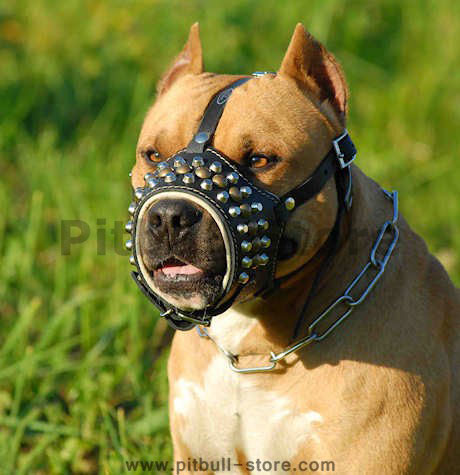 Pitbull leather dog muzzle with studs