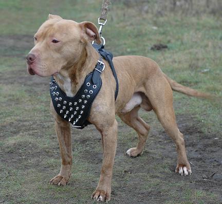 Fighting+dog+breeds+pictures