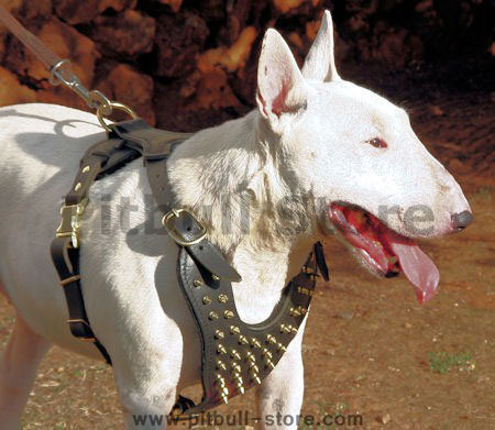 hand-made spiked leather dog harness made of brass
