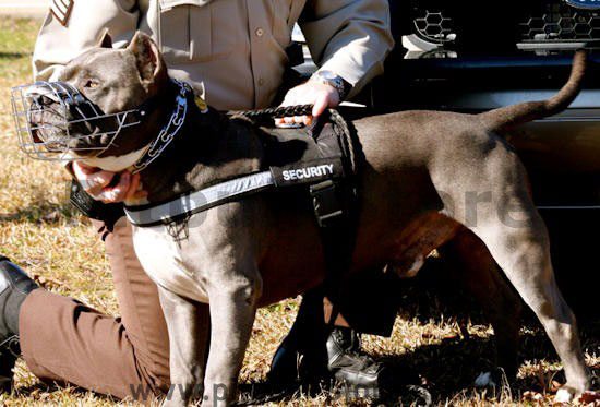 Police/Sherif Dog Harness for American Pit Bull Terrier