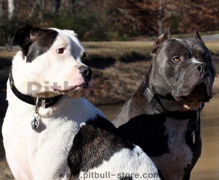 bull massive dog. best dog collar for pitbull