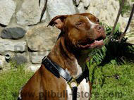 black harness for pitbull