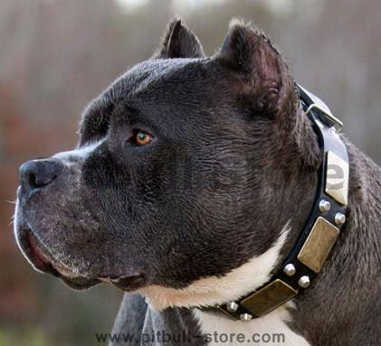 Pitbull leather dog collar- best dog collar with peramids and plates