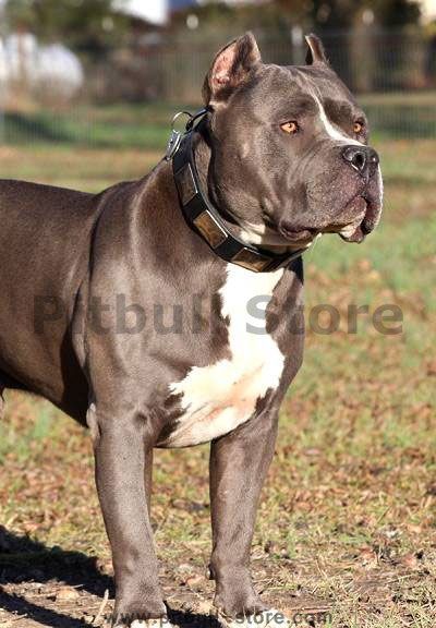Handcrafted Leather Dog Collar With Vintage Massive Plates for Pitbull