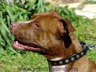 Pit Bull Leather Special Dog Collar With Circles