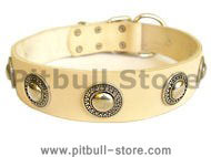 Gorgeous Wide Leather Dog Collar With Silver Conchos for Pitbull