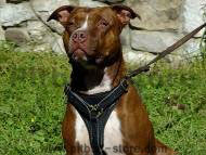 Glamorous Tracking / Walking Dog Harness for Pitbull Glamorous Tracking / Walking Dog Harness for Pitbull