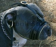 Royal Nappa Padded Leather Dog Muzzle for Pitbull