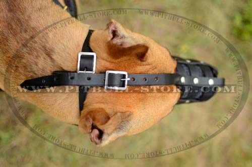 Easy adjustable leather muzzle for Pitbull