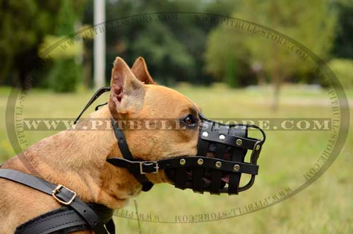Perfectly ventilated Pitbull leather muzzle