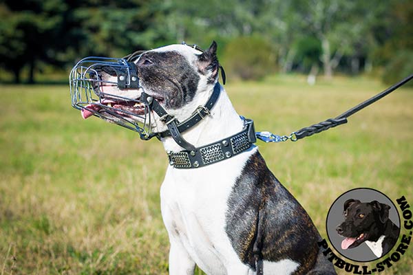 Pitbull dog muzzle allows drinking, barking, panting