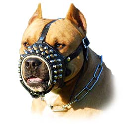 Pitbull studded muzzle