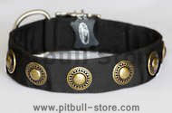 Nylon Dog collar with silver conchos