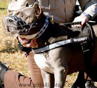 Police/Sherif Dog Harness for American Pit Bull Terrier-SAR