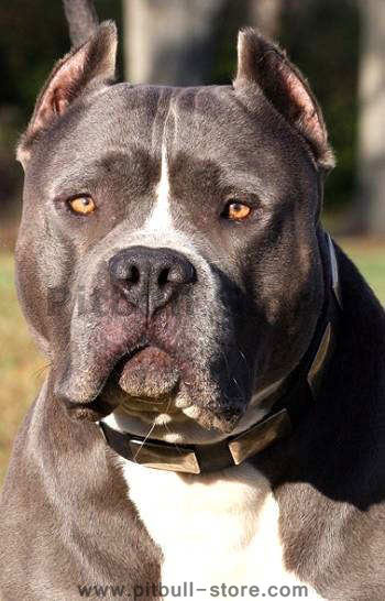 bull massive dog. leather dog collar