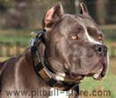 leather dog collars , nylon dog collars, spiked dog collar leather dog collar , nylon dog collar, spiked dog collar