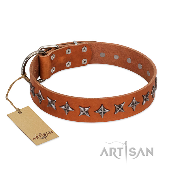 Daily walking dog collar of top notch leather with adornments