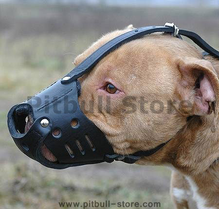 pitbull-dog-muzzle-leather-best-buy-now.jpg