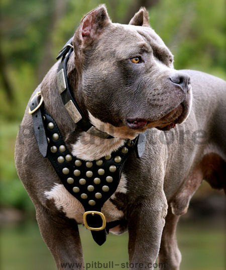 American-pit-bull-terrier-leather-dog-harness-custom-dog-harness