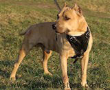Pitbull Dog Harnesses,leather dog harness