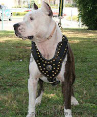 Best designer leather dog harness for Pitbull/Amstaff