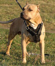 Custom leather dog harness for Pitbull