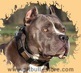 Pitbull Leather dog collar,leather dog collar,custom dog collar,best dog collar