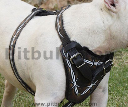 pitbull terrier dog harness