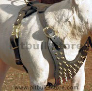 brass spiked dog harnss for pitbull eith brass spikes