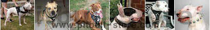 PitBull Equipment