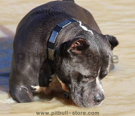best dog collar for pitbull and other great breeds