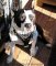Staffordshire Bull Terrier Walking /Tracking dog harness