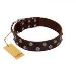 "Blossom Jewel" FDT Artisan Brown Leather Pitbull Collar with Two Rows of Silver-like Studs with Engraved Flowers