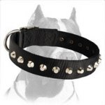 1 Row Studs Dog Collar 1 1/2 inch (40mm) wide for Pitbull