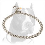 Swagger Pitbull Dog Choke Collar