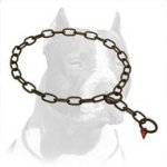 Best-Fitted Pitbull Dog Steel Collar