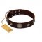 "Magic Stones" FDT Artisan Brown Leather Pitbull Collar with Chrome Plated Brooches and Studs
