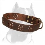 'Spring Mood' Pitbull Dog Collar with Punched Flowers