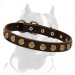 Pit Bull Gorgeous Wide Leather Dog Collar with Dotted Circles