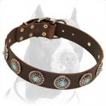 Pitbull Leather Dog Collar with Silver Plated Circles & Blue Stones