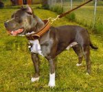 Best leather handmade leather dog collar for Pitbull